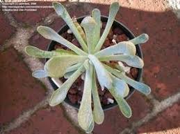 Image result for Senecio sp.no.1