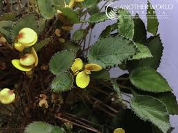 Image result for Begonia vankerckhovenii