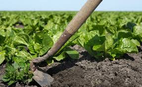 How to get rid of purslane. Weed Control In Lettuce Vegetables West Magazine