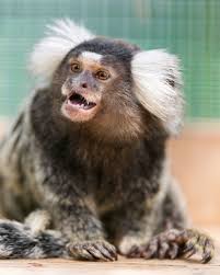 happy marmoset unique animals baby animals animals