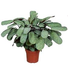 Image result for Ktenante Ctenanthe