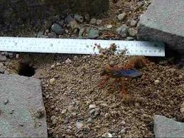 The great golden digger wasp is a benign, gentle wasp currently being studied by scientists for its behavioral responses. Great Golden Digger Wasp Excavating Her Nest Youtube