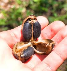 Image result for Jatropha curcas