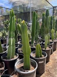 Image result for Euphorbia ingens