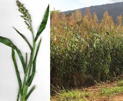 Image result for Sorghum bicolor