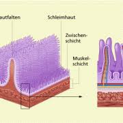 Meanings of innere oberfläche with other terms in english german dictionary : Verdauung Und Ernahrung In Biologie Schulerlexikon Lernhelfer