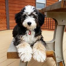 Bernedoodle puppies immediately available colorado. Creating Your Next Best Friend Specializing In Miniature Micro Mini And Australian Bernedoodles Welcome To Alpine Berne Bernedoodle Puppy Bernedoodle Puppies