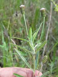 Image result for Lippia woodii
