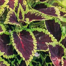 Image result for Coleus maculosus