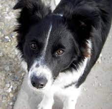 Sugar The Border Collie Big Dog Little Dog Border Collie Collie