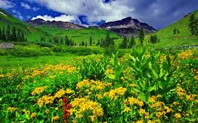 The great collection of hd grass wallpaper for desktop, laptop and mobiles. Spring Landscape Green Grass Yellow Flowers Mountain Peaks Sky White Clouds Wallpaper Hd For Desktop Full Screen 2560x1600 Wallpapers13 Com