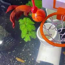 Betta Fish Trick Video Betta Fish Pet Fish Aquarium Design