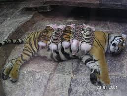 Control the level of difficulty for fun by all the family, or a quick distraction at work, or boring days. Amazing Animals Tootalltalk Twitter