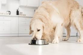 Stomach upset/vomiting is among the top five conditions for which insurance claims are filed for cats. Bland Diet For Dogs All You Need To Know Great Pet Care
