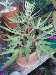 Kalanchoe Laciniata Plantae Suculentas Jardim De Suculentas