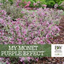 A beautiful dwarf with variegated leaves is weigela florida 'my monet'. My Monet Purple Effect Weigela Benchcard Spring Meadow Nursery