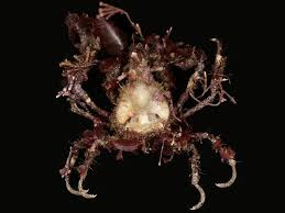 Image result for Craspedorhachis