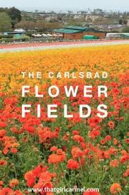 Maybe you would like to learn more about one of these? 7 Best Carlsbad Flower Fields Ideas Carlsbad Flower Fields Flower Field Carlsbad