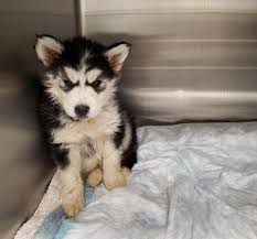 We did not find results for: 4 Week Old Husky Puppies In Critical Condition After They Were Rescued In Baltimore Cbs Baltimore