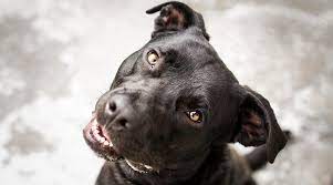 Pitbull Labrador Retriever Mix Aka Labrabull Or Pitador Breed Info