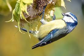 Pin Von Ulla Trost Auf G A R D E N B I R D S Vogel Im Garten Einheimische Vogel Vogel Erkennen