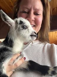 Using the California Mastitis Test for goats?