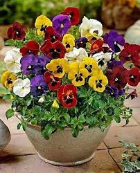 Pin By Anita Glause On Florile Preferate Pansies Flowers Flower Pots Flower Seeds