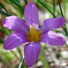 Image result for Romulea camerooniana