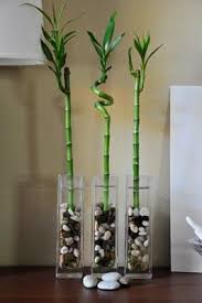 Bamboo Plants For The Windows Vazolar Bambu Bahce Saksi Bitkileri