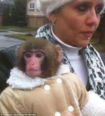 Ikea Monkey Owner Ends Battle To Get Pet Back From Animal Sanctuary Ikea Monkey Monkeys Funny Pet Monkey