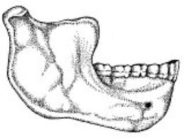 Die neandertaler hielten sie im vergleich zum homo. Homo Heidelbergensis Lexikon Der Biologie