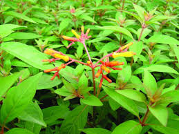 Image result for Hamelia patens