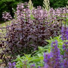 Image result for Penstemon