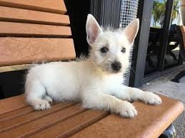 Check out our french bulldog puppies, siberian husky & other breeds. West Highland White Terrier Puppies For Sale Dallas Tx 124750