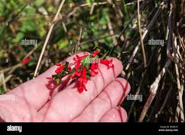 Image result for Russelia sarmentosa