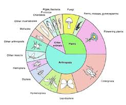 Biological Diversity Chart Alchemipedia