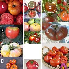Seeds & plant & plant. Classic Heirloom Tomato Varieties