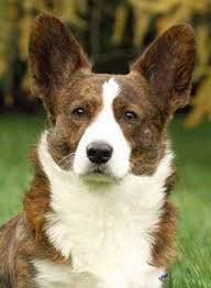 Find corgi puppies in canada | visit kijiji classifieds to buy, sell, or trade almost anything! Pin On Corgi