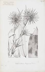 Image result for Oxytenanthera abyssinica