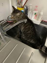 just caught my cat peeing