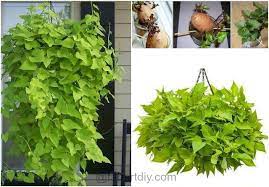 A vigorous annual or a tender perennial, it takes off in summer heat. How To Grow Sweet Potato Vines