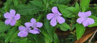 Sometimes Common Names Have Nothing To Do With The Proper Classification Of A Plant The Wild Petunia Is No Relatio Petunias Wild Flowers Florida Native Plants