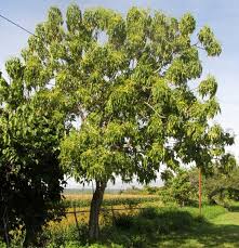 Image result for Gyrocarpus