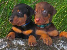 Black And Red Doberman Puppies Doberman Puppy Doberman Pinscher Puppy Doberman Pinscher