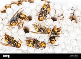 Baby Wasp High Resolution Stock Photography And Images Alamy