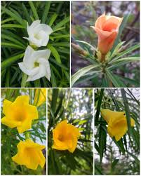 Image result for Cascabela