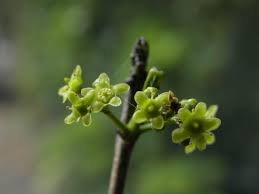 Image result for Elaeodendron transvaalense