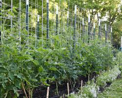You will need the following tools and materials 3. Tomato Trellising A Summer To Experiment Seed To Fork Blog By Meg Cowden