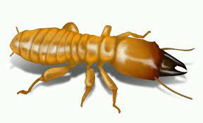 Isoptera merujuk kepada peringkat pembiakan dewasa yang mempunyai dua pasang sayap yang sama saiznya. Kawalan Serangga Anai Anai Photos Facebook