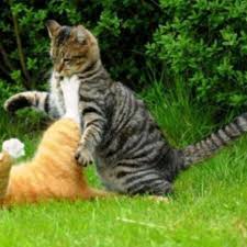 Mimpi berkelahi dengan kucing mungkin juga mempunyai makna yang baik bagi kehidupan anda, ada juga makna buruk dari mimpi tersebut. Ini Alasan Mengapa Kucing Suka Berkelahi Satu Sama Lain Citizen6 Liputan6 Com